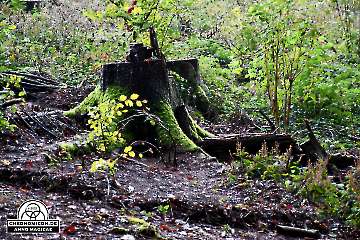 Codex-Chronomicon_Anno-Magicae_Baerenau-Epos_30092022_312_Rollenspiel_RPG_LARP