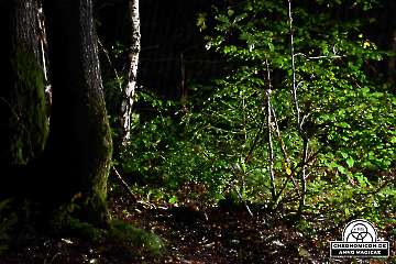 Codex-Chronomicon_Anno-Magicae_Baerenau-Epos_30092022_344_Rollenspiel_RPG_LARP